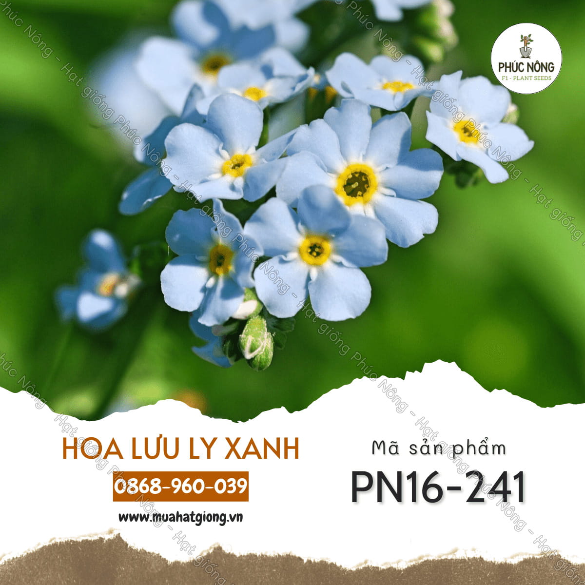 hình nền hoa lưu ly 0096