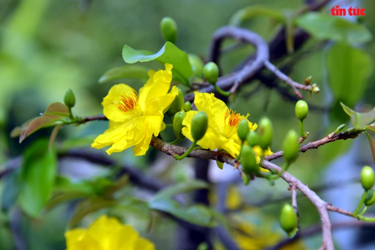 hình nền hoa mai