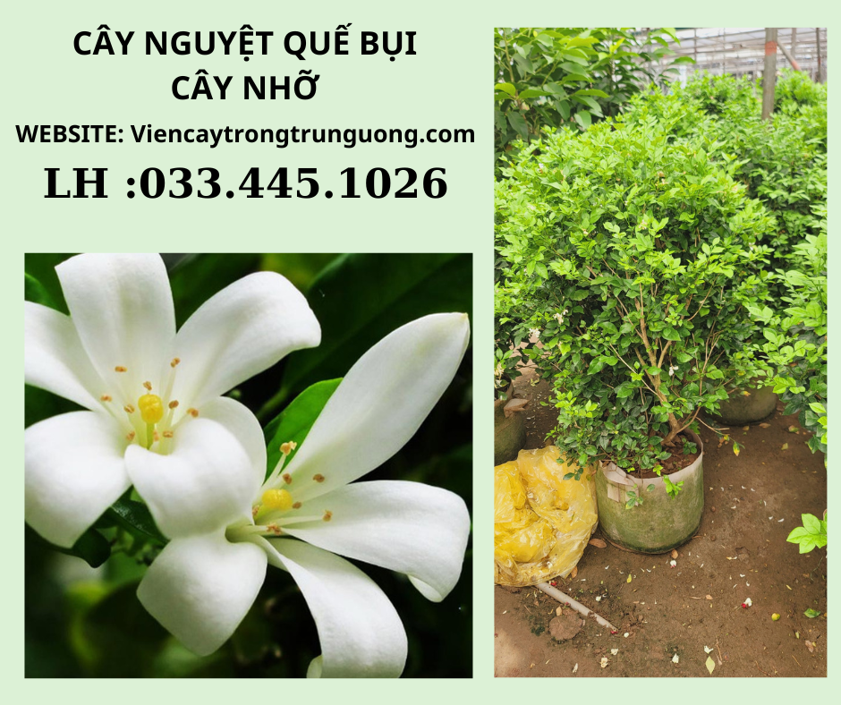 hình nền hoa nguyệt quế ảnh hưởng đến tâm trạng