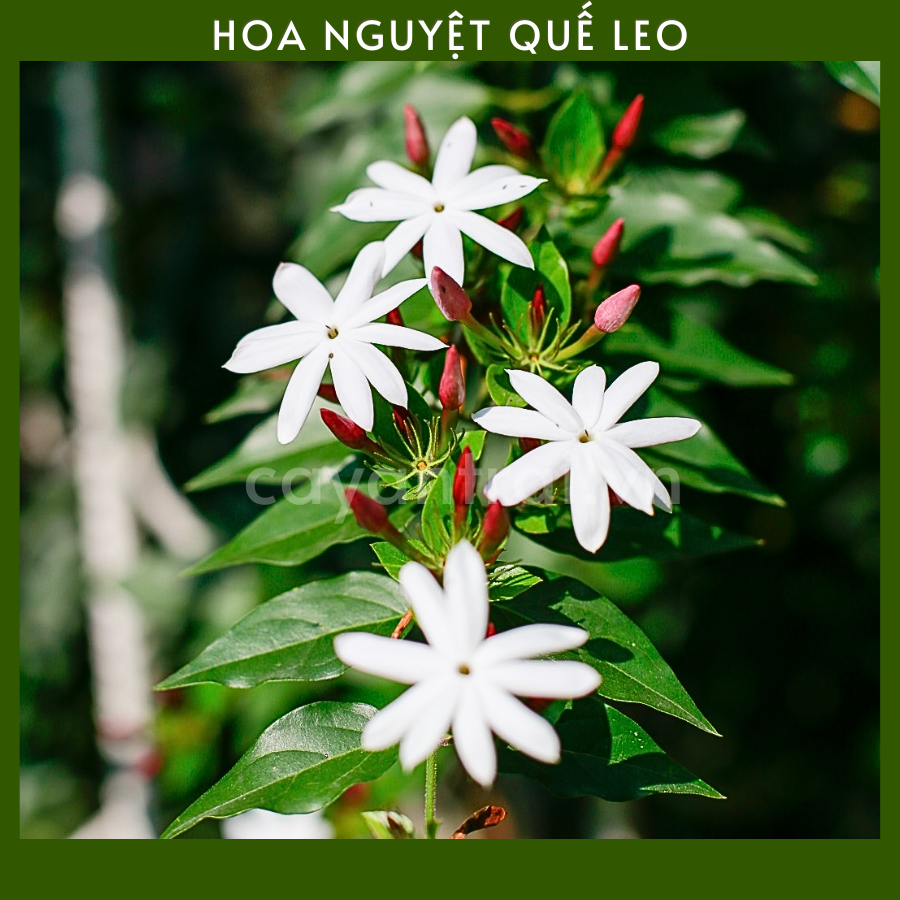 hình nền hoa nguyệt quế 0035