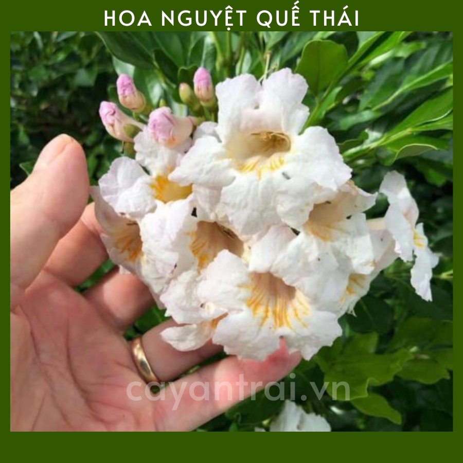 hình nền hoa nguyệt quế 0051