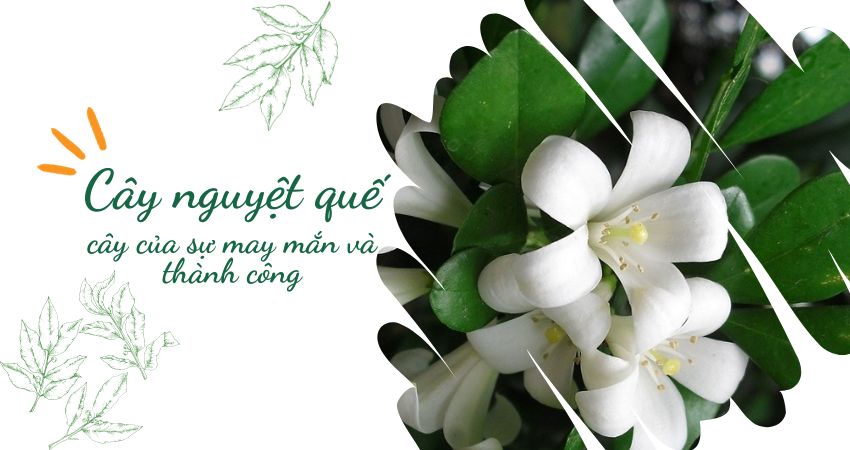 hình nền hoa nguyệt quế 0064