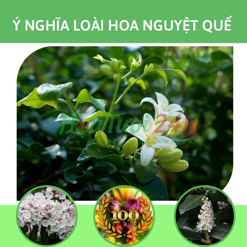 hình nền hoa nguyệt quế 0085