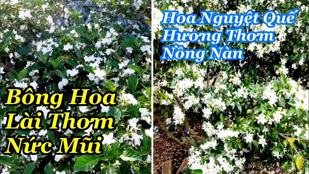 hình nền hoa nguyệt quế 0088