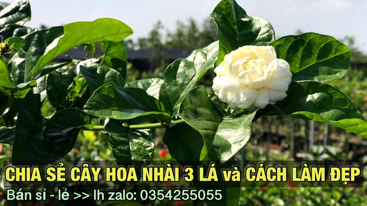 hình nền hoa nhài 0028