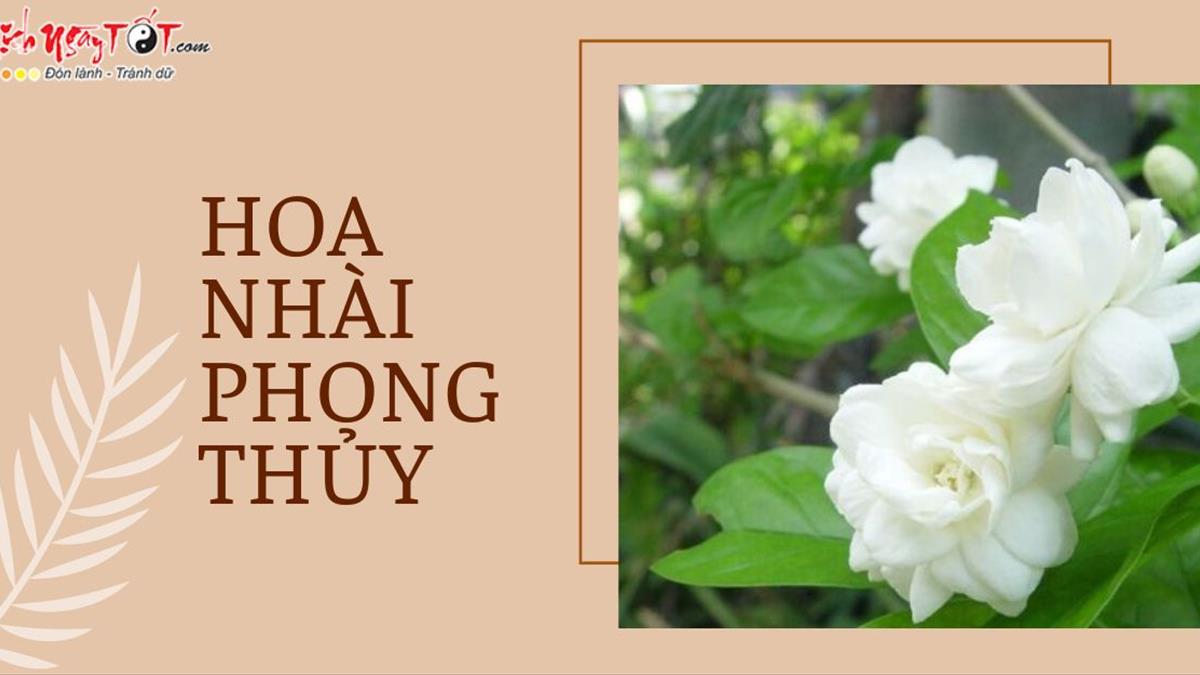 hình nền hoa nhài 0047