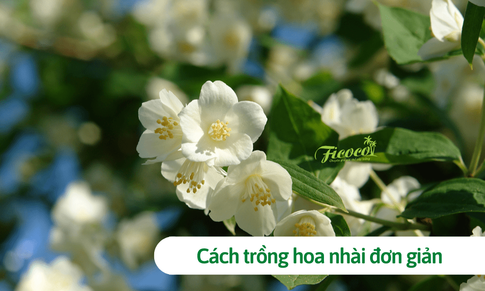 hình nền hoa nhài 0059