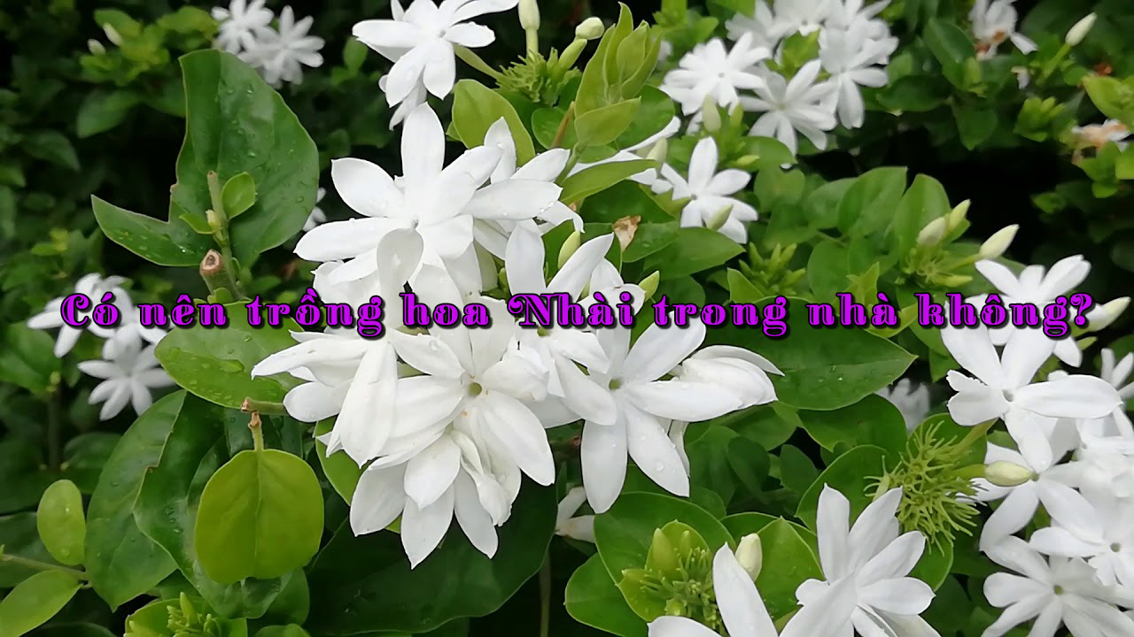 hình nền hoa nhài 0064