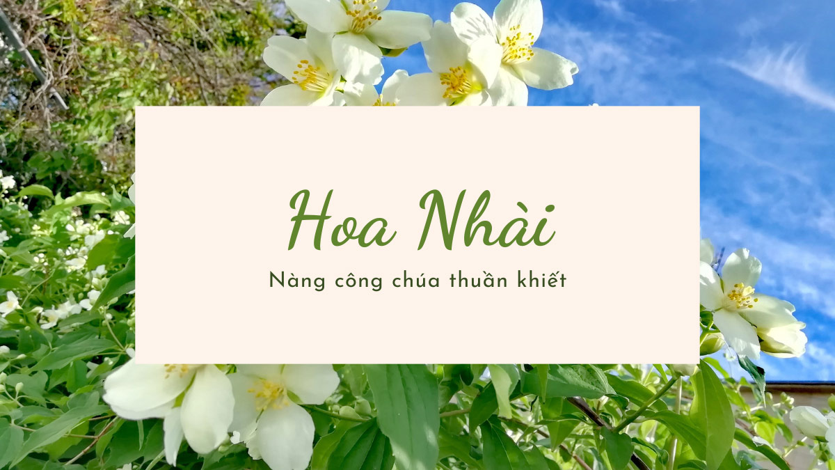 hình nền hoa nhài 0088