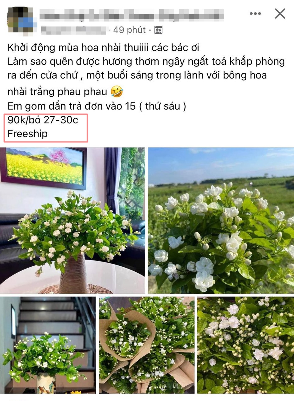 hình nền hoa nhài 0090