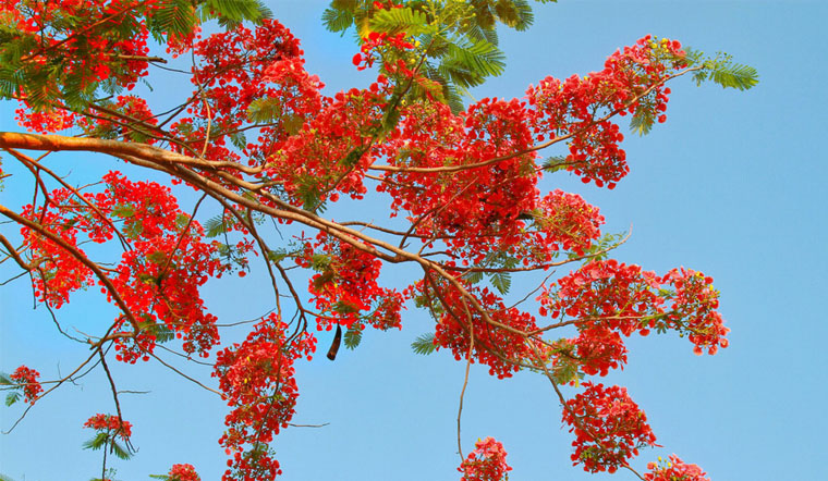 hình nền hoa phượng cho điện thoại