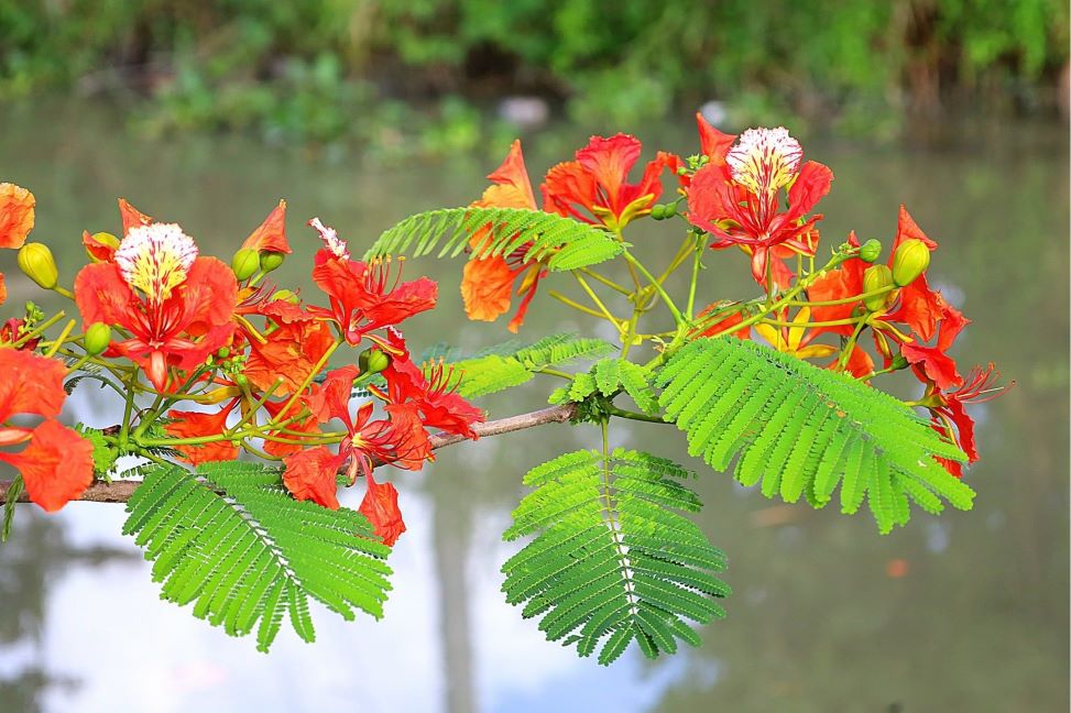 hình nền hoa phượng cổ điển