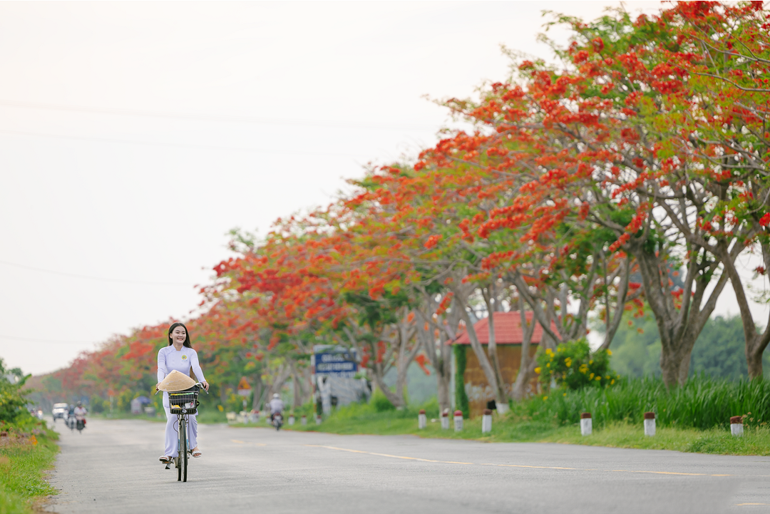 hình nền hoa phượng đẹp