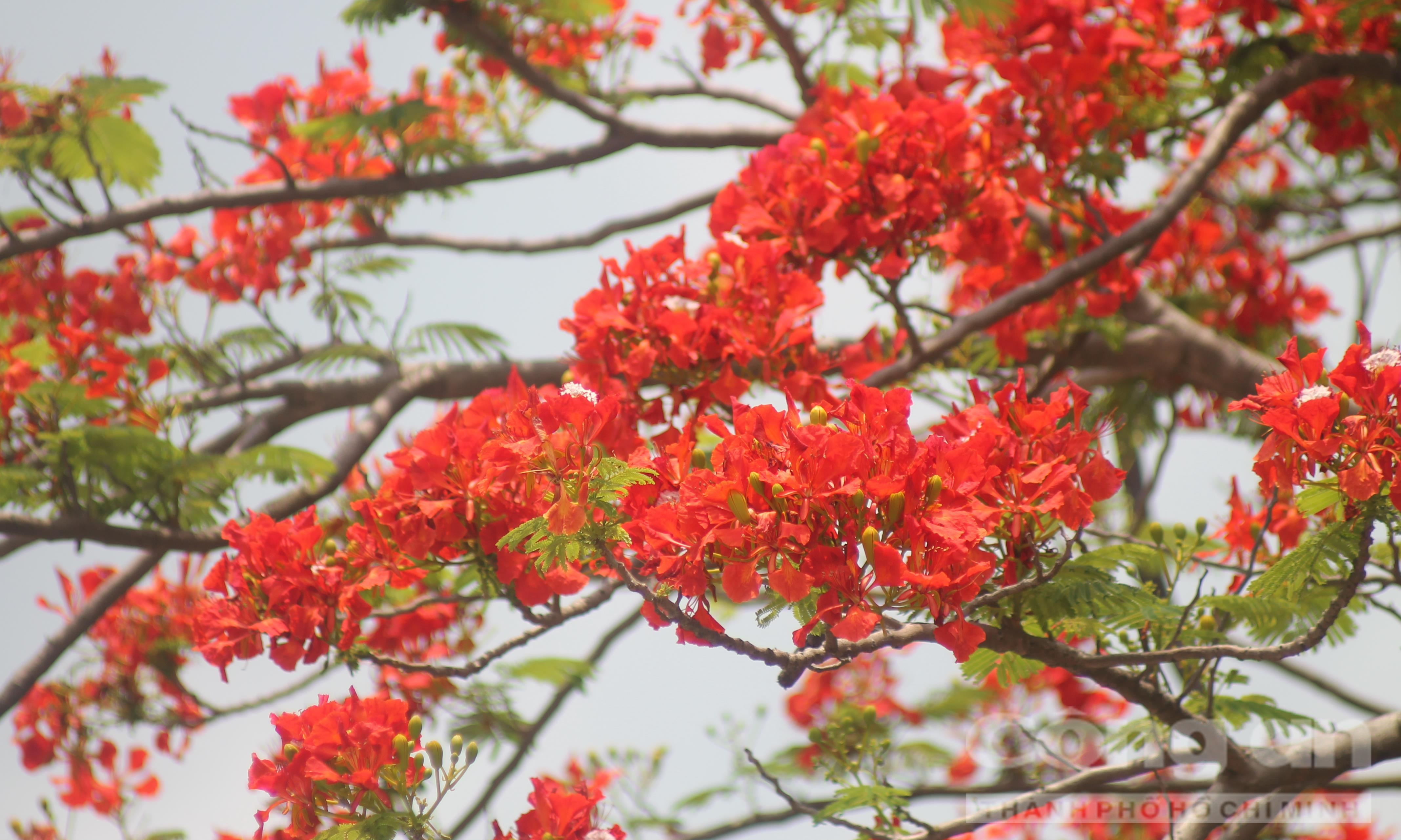 hình nền hoa phượng phong cảnh