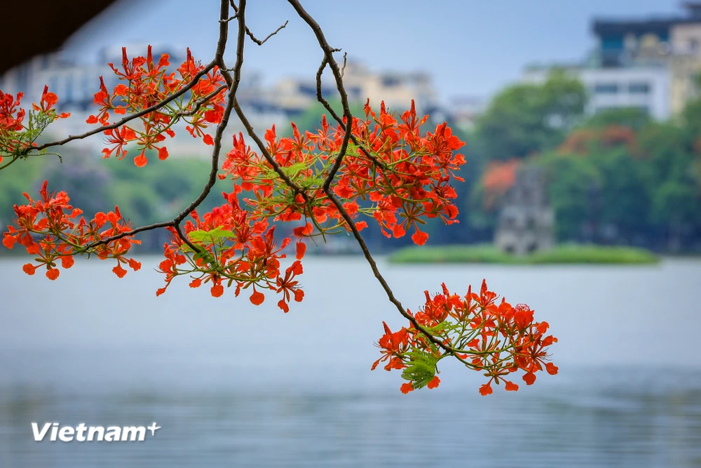 hình nền hoa phượng với màu sắc rực rỡ