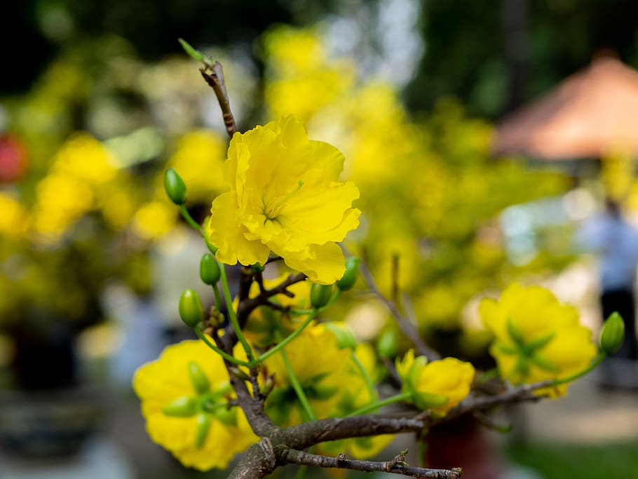 hình nền hoa tết trang trí