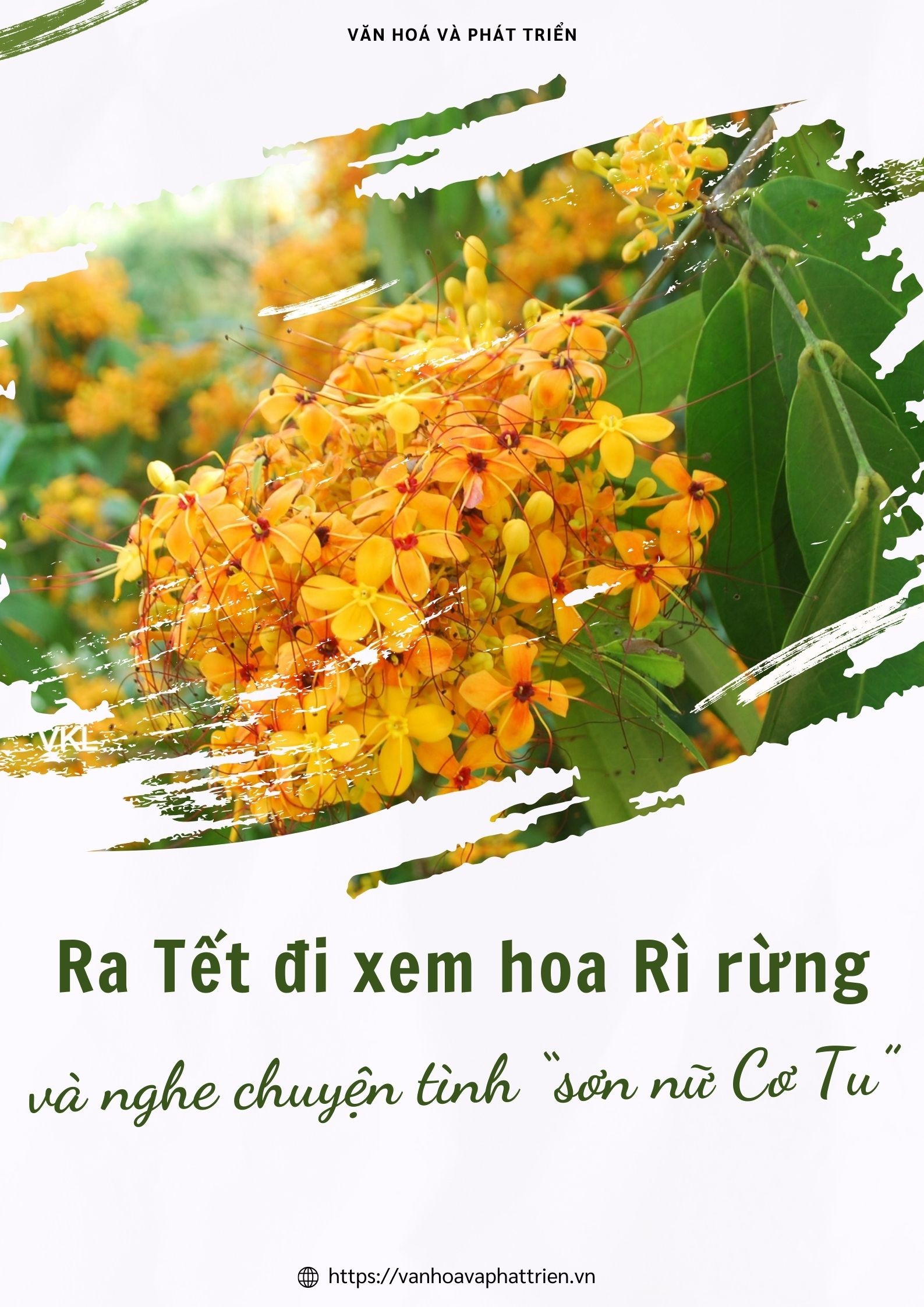 hình nền hoa tết 0086