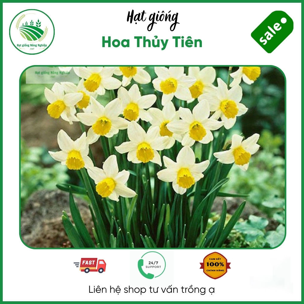 hình nền hoa thủy tiên 0057