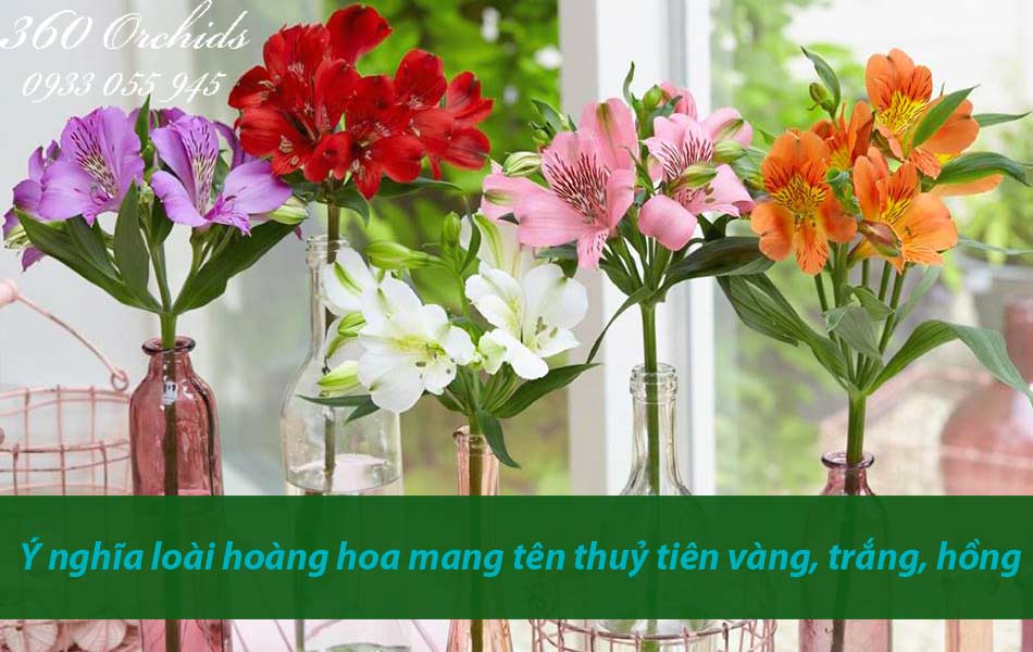 hình nền hoa thủy tiên 0077