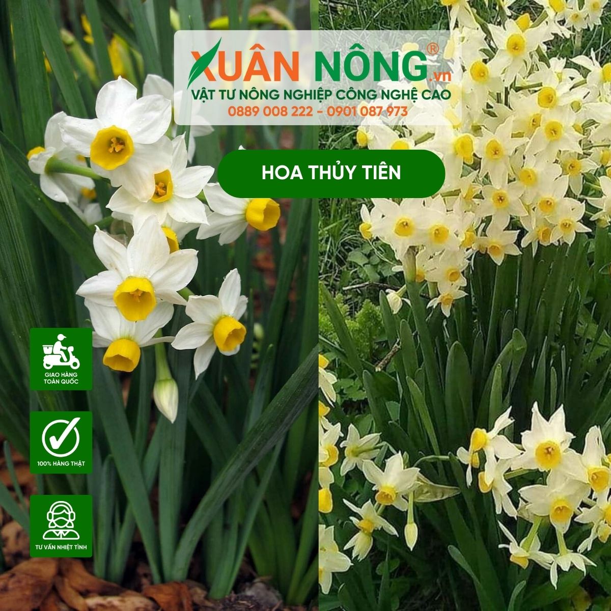 hình nền hoa thủy tiên 0078