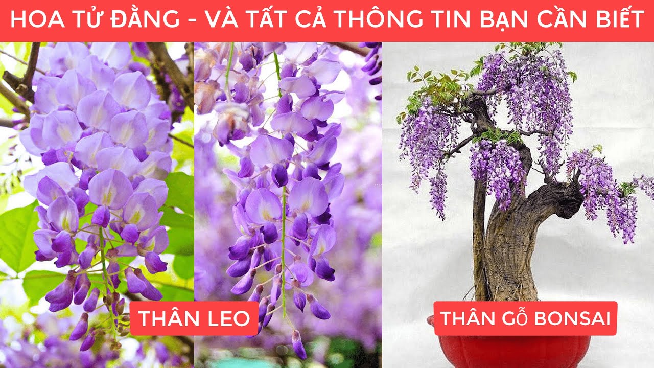 hình nền hoa tử đằng 0030