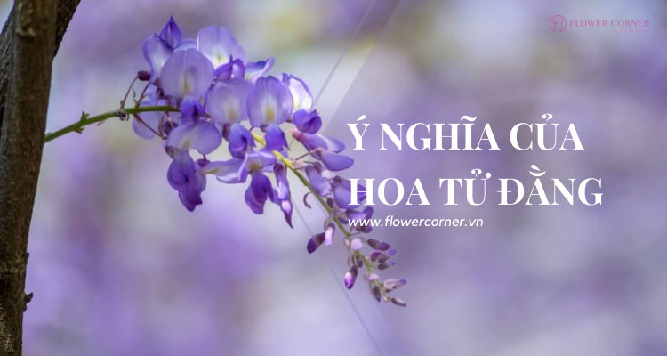 hình nền hoa tử đằng 0047