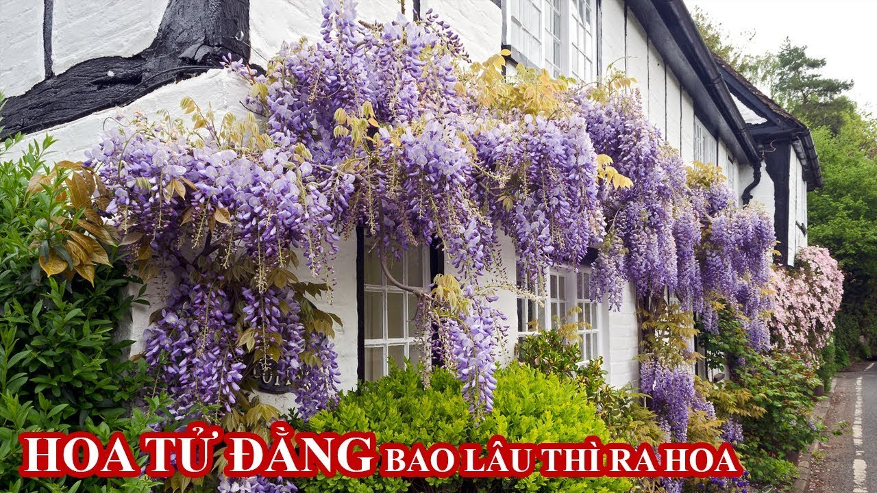 hình nền hoa tử đằng 0049