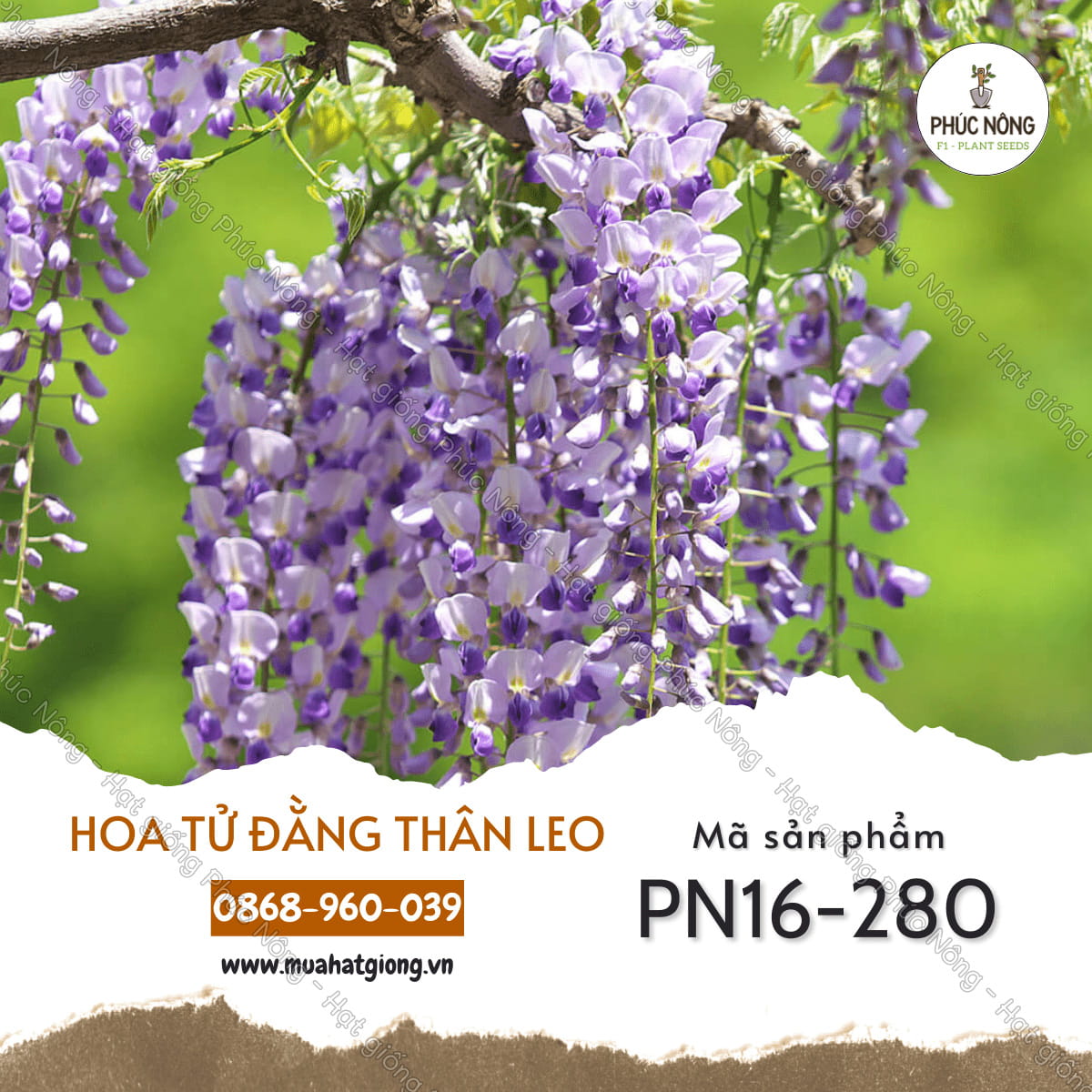 hình nền hoa tử đằng 0080