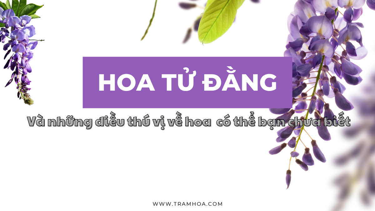 hình nền hoa tử đằng 0087