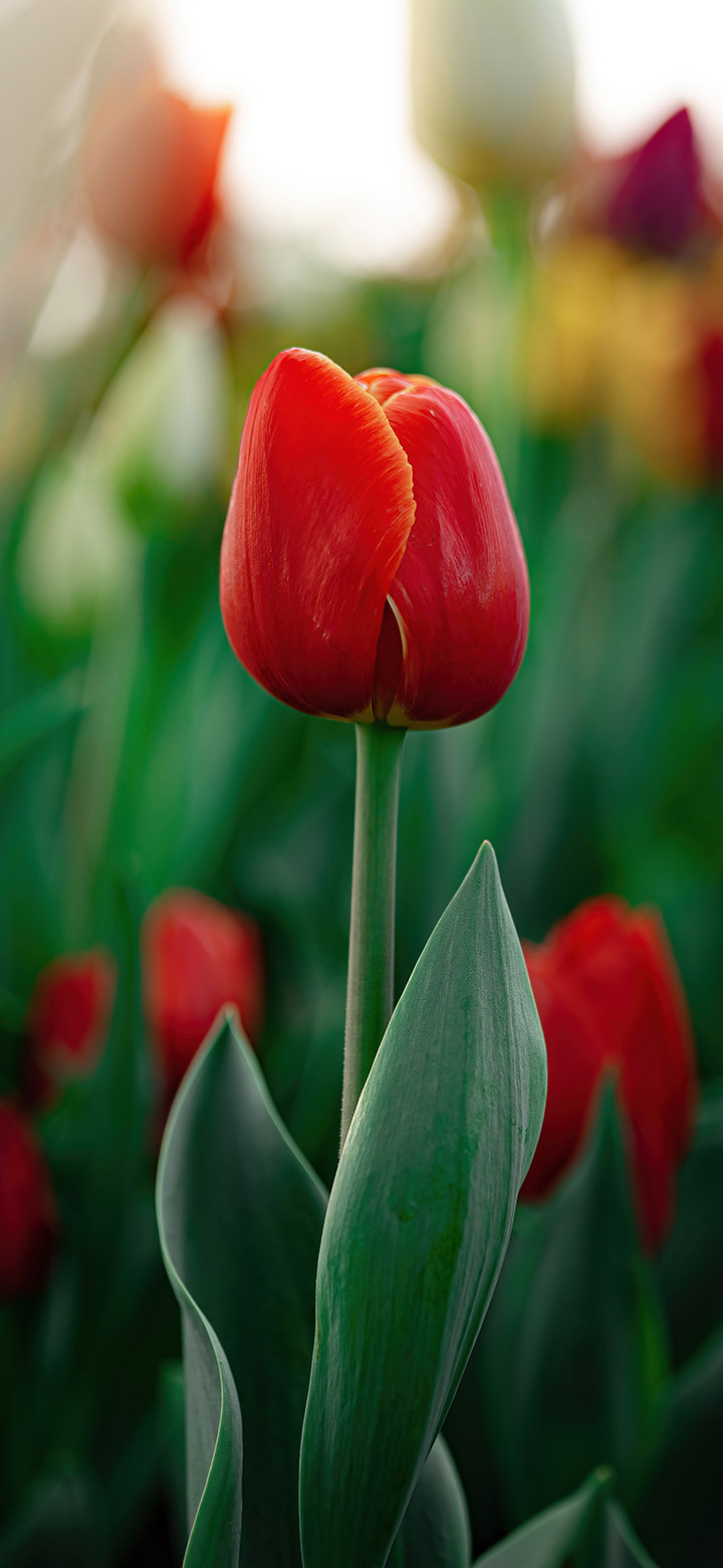 hình nền hoa tulip hồng