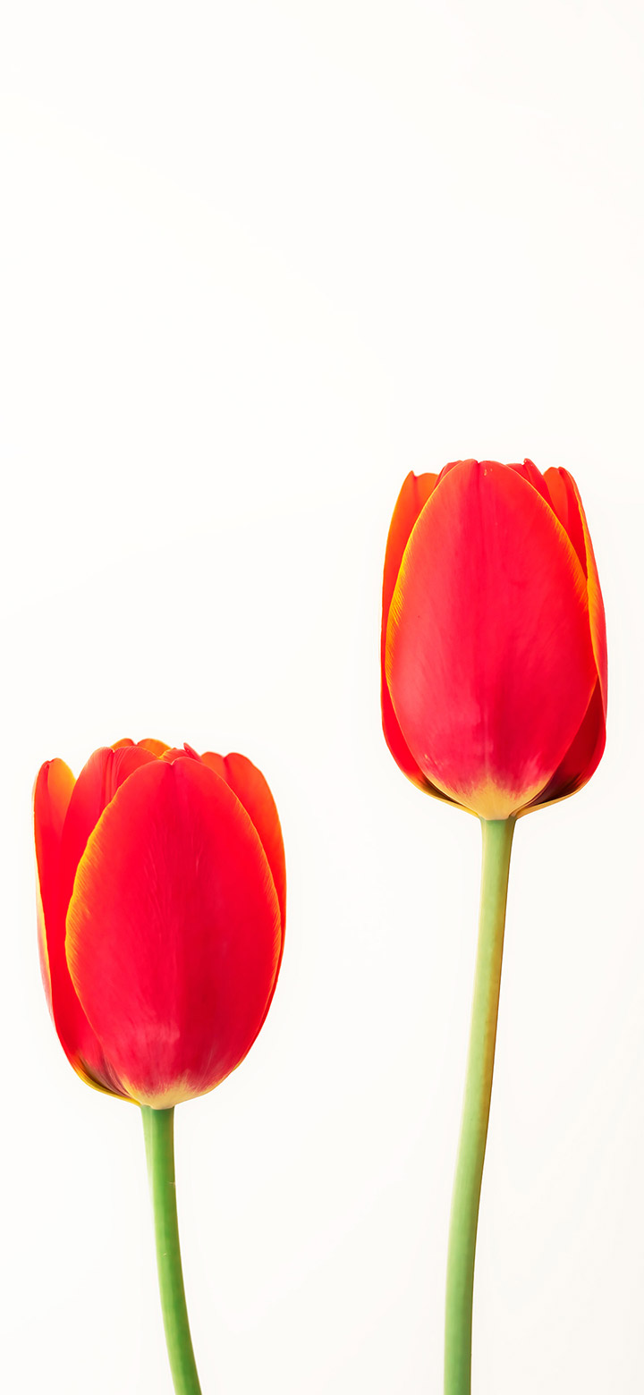 hình nền hoa tulip 0047