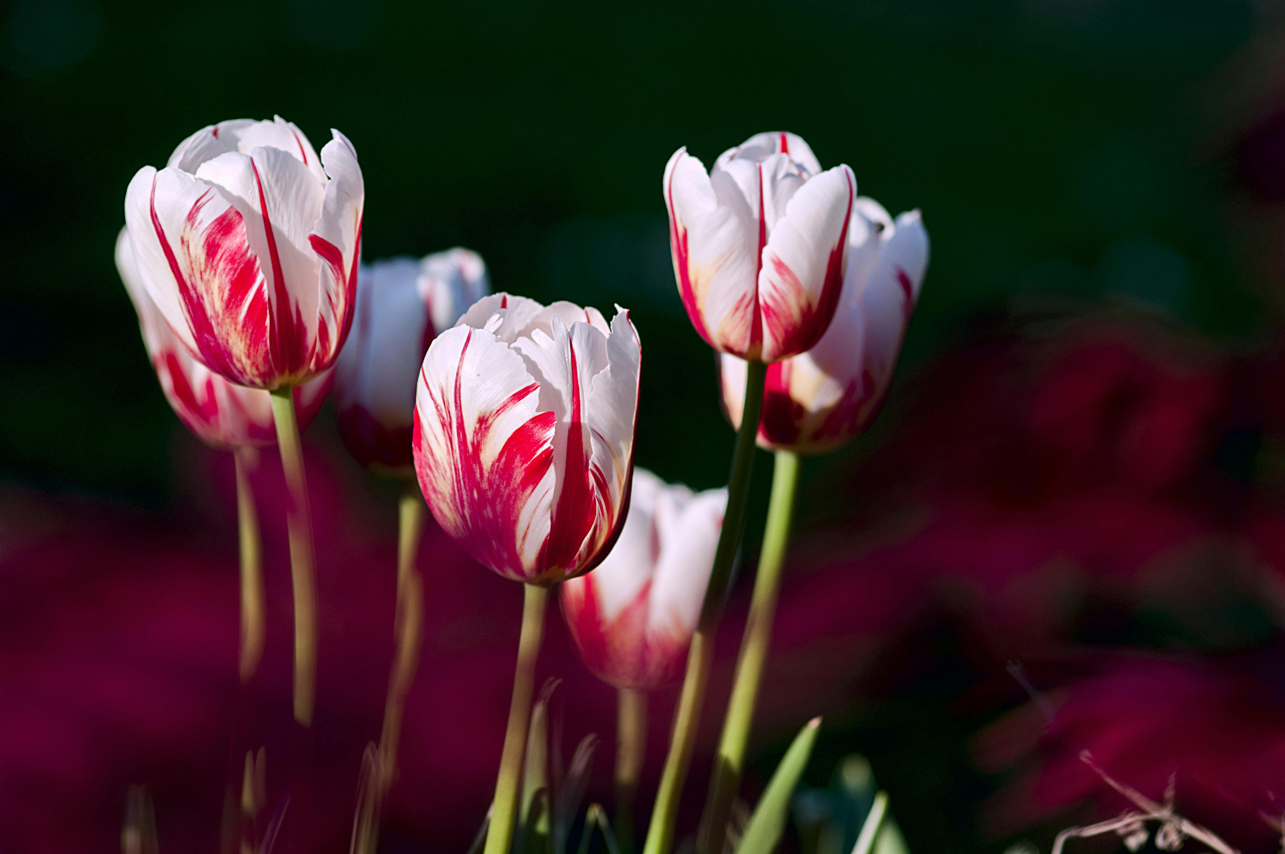 hình nền hoa tulip 0068