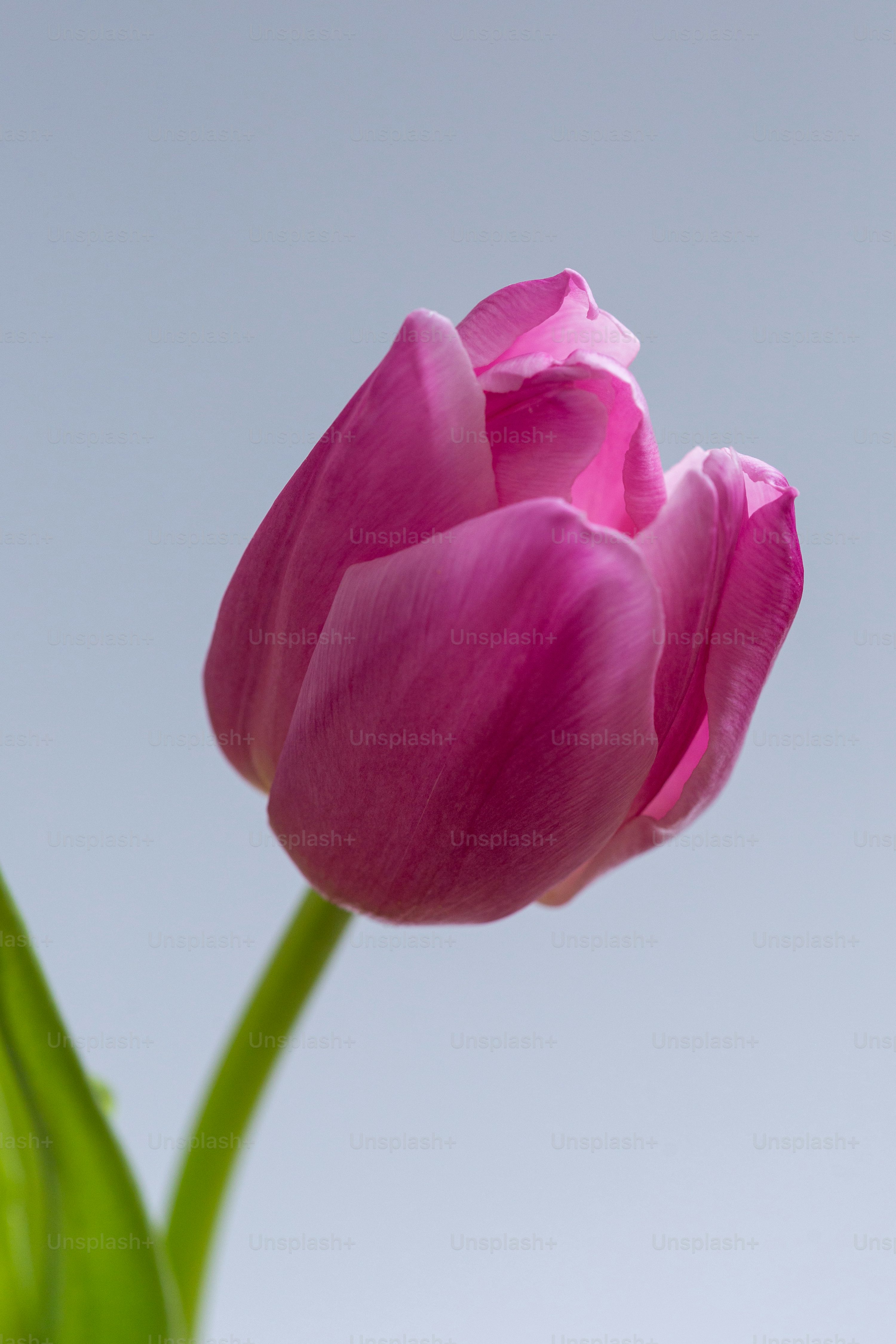 hình nền hoa tulip 0069