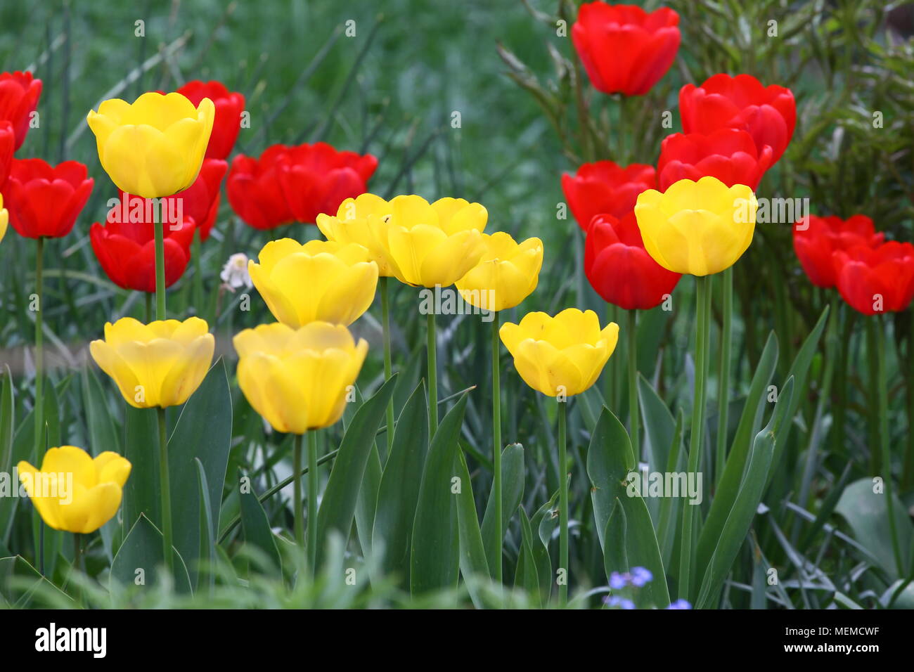 hình nền hoa tulip 0095