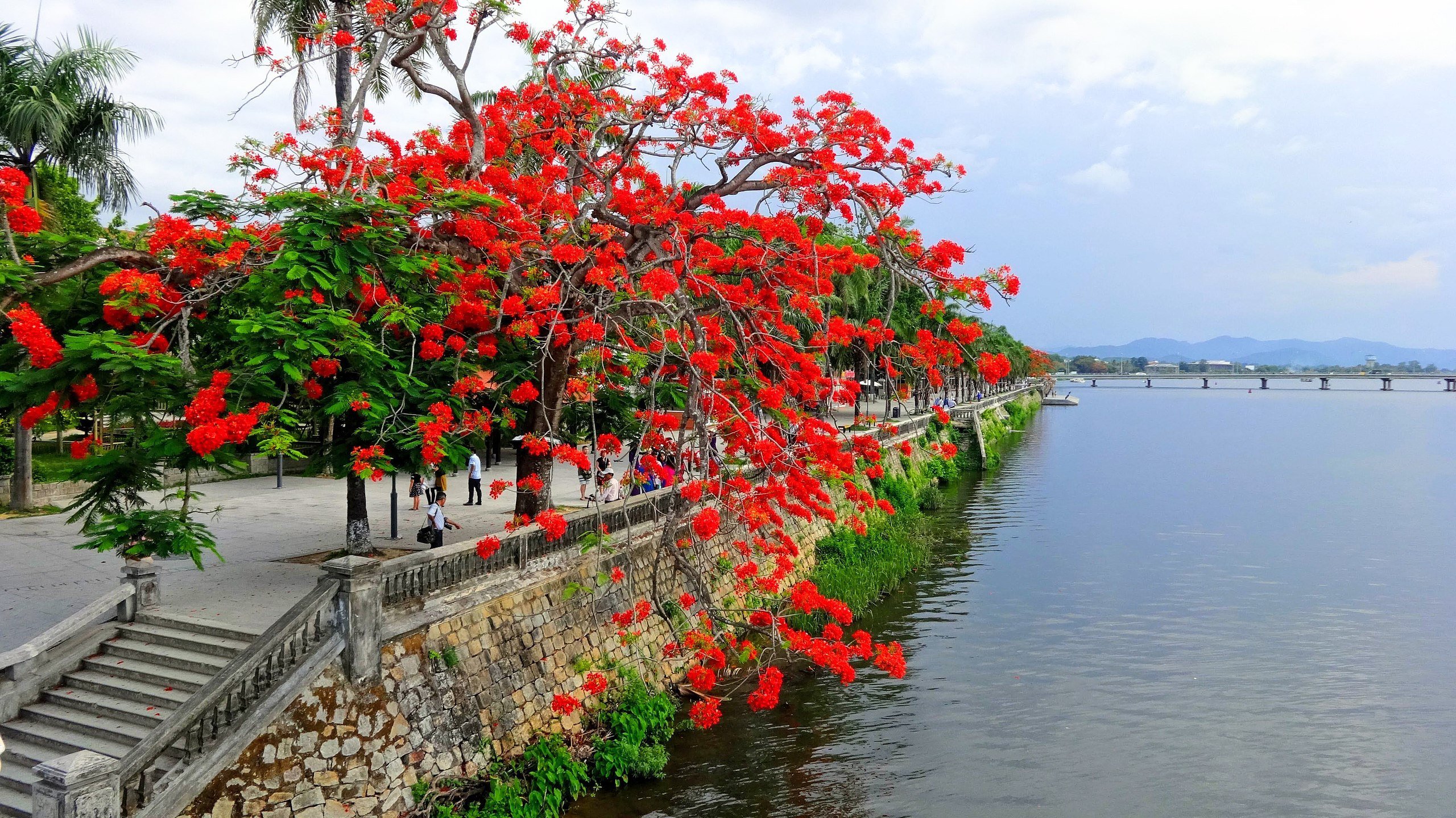 hình nền zalo hoa đẹp 0092