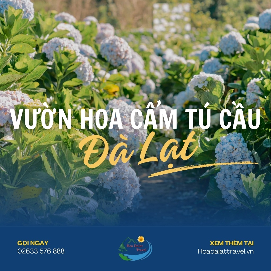 hoa cẩm tú cầu hình nền 0098