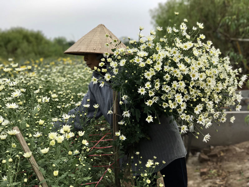 hoa cúc họa mi hình nền 0062