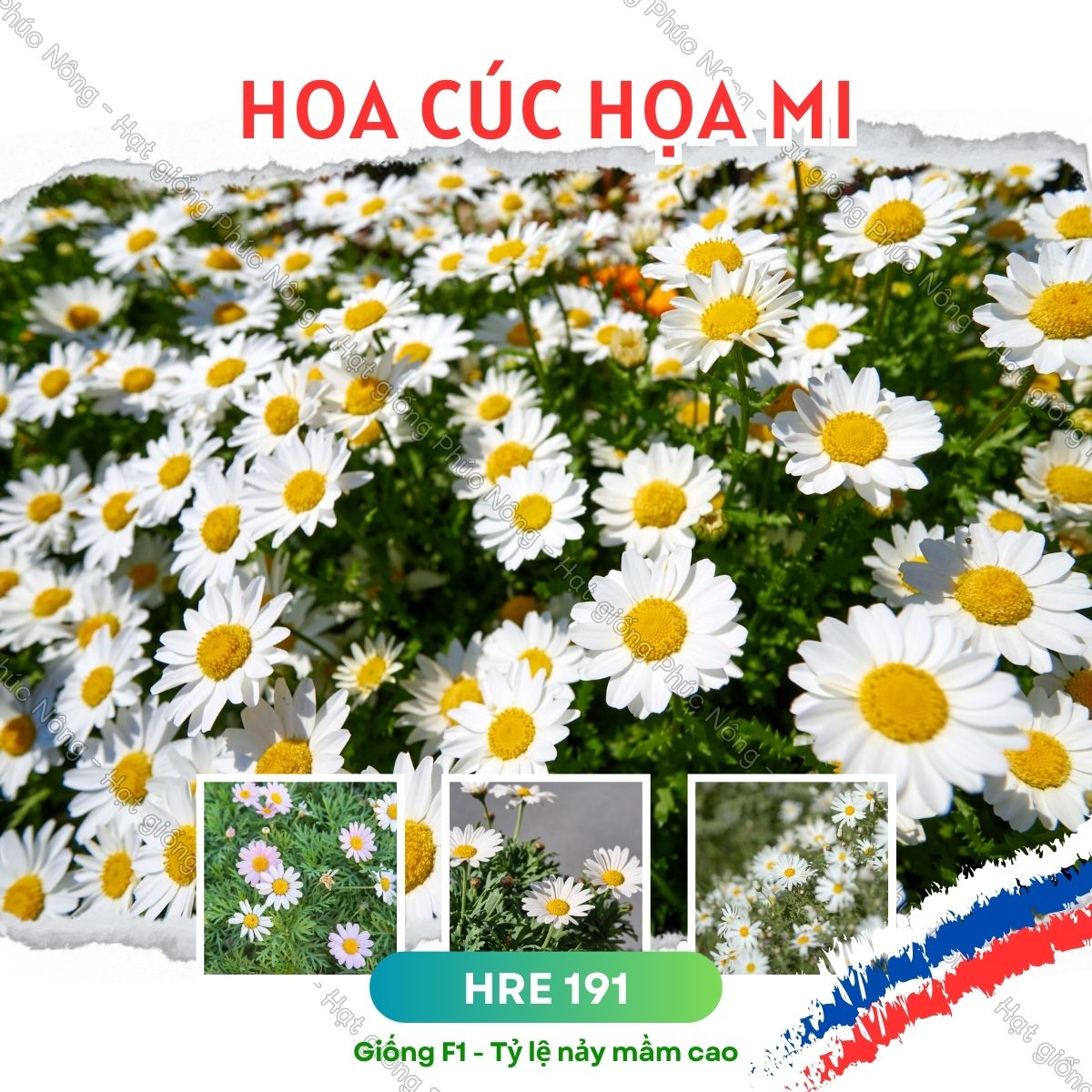 hoa cúc họa mi hình nền 0070