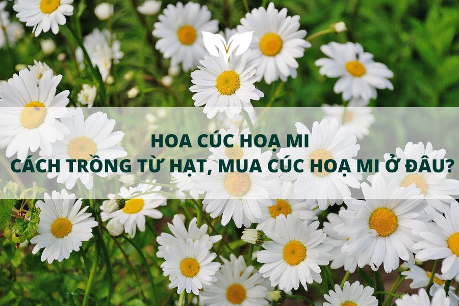 hoa cúc họa mi hình nền 0083