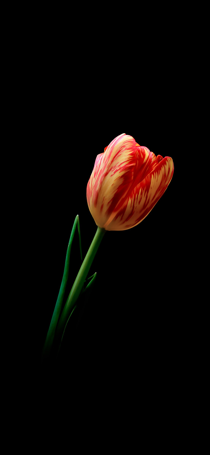 hoa tulip hình nền