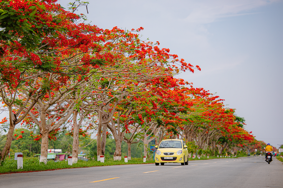 tải hình nền hoa phượng